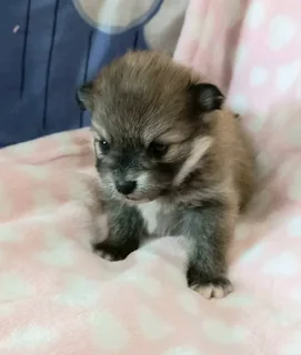 Toypom puppies