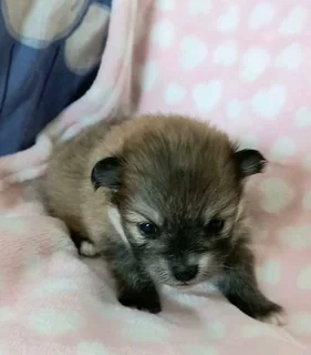 Pomeranian Toypom puppies