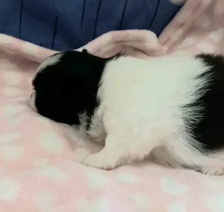 Pomeranian Toypom puppies