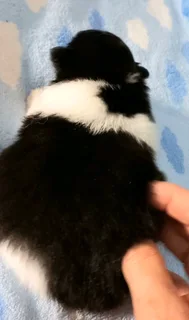 Pomeranian Toypom puppies