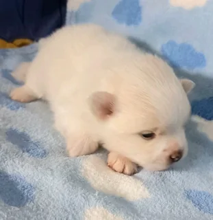 Pomeranian Toypom puppies