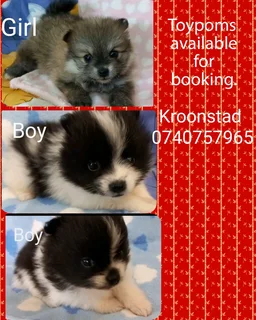 Pomeranian Toypom puppies