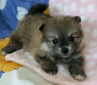 Toypom puppies