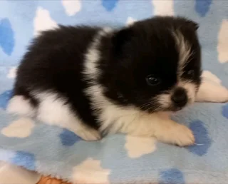 Toypom puppies