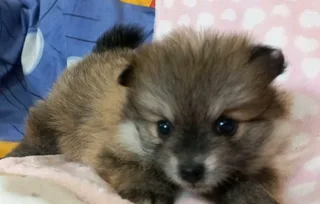 Pomeranian Toypom puppies