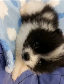 Pomeranian Toypom puppies