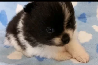Pomeranian Toypom puppies