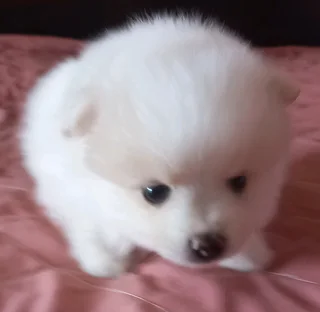 Pomeranian Toypom puppies