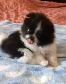 Toypom puppies