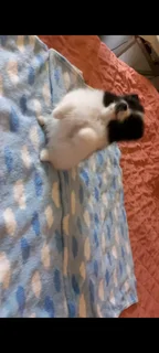 Pure bred Toypom puppies