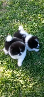 Pomeranian Toypom boys