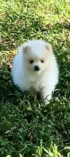 Pomeranian Toypom puppies