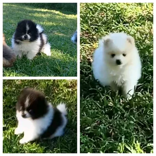 Pomeranian Toypom puppies