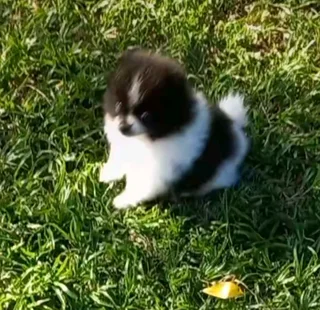 Pomeranian Toypom puppies