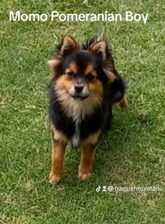 Pomeranian Toypom boys