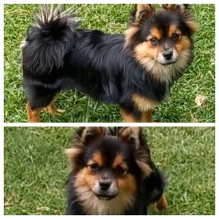Pomeranian Toypom boys