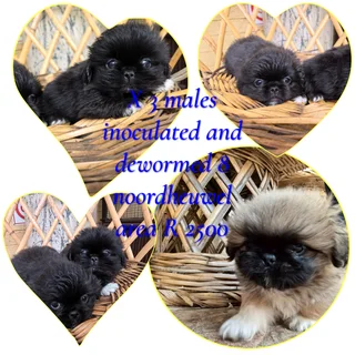 Pekingese puppies