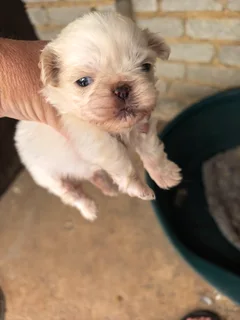 Pekingese puppy