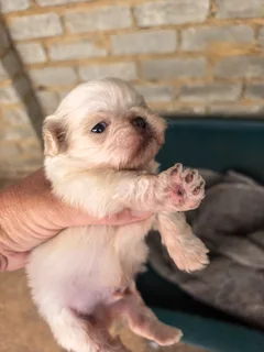 Pekingese puppy