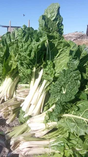 vegetables spinach &amp;rape