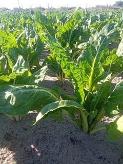 vegetables spinach &amp;rape