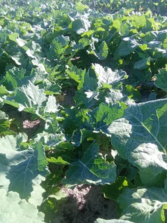 vegetables spinach &amp;rape