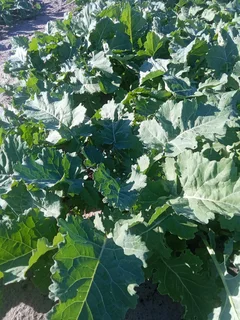 vegetables spinach &amp;rape