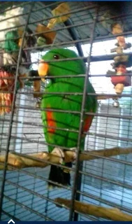 Various birds available
