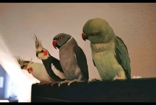 Various birds available