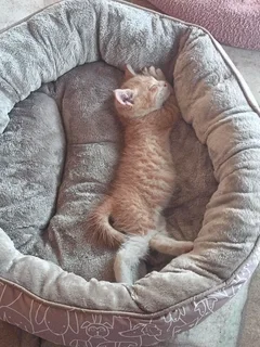 Kittens - Ad posted by daphnechellan