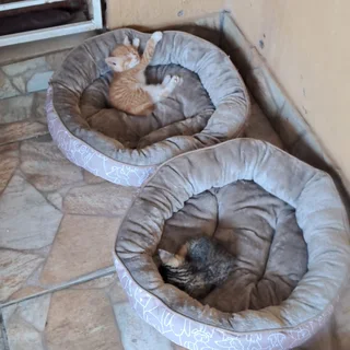 Kittens - Ad posted by daphnechellan