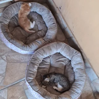 Kittens - Ad posted by daphnechellan