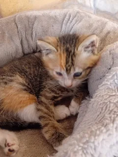 Kittens - Ad posted by daphnechellan