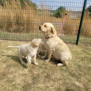 I'm selling my adult female pure Golden Labrador with her two puppies