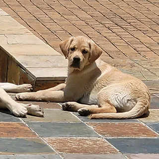 I'm selling my Golden Labrador puppies