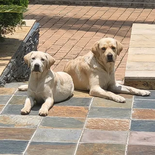 I'm selling my Golden Labrador puppies