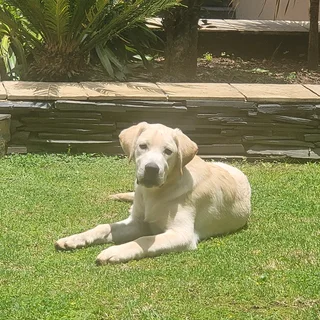 I'm selling my Golden Labrador puppies