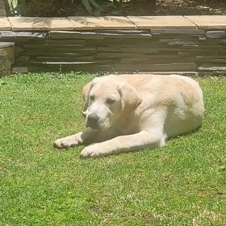 I'm selling my Golden Labrador puppies