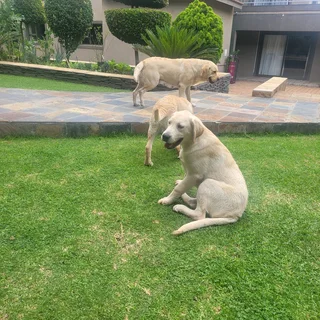 I'm selling my Golden Labrador puppies
