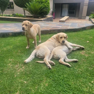I'm selling my Golden Labrador puppies