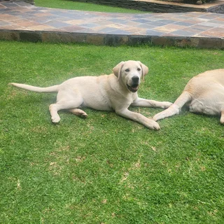 I'm selling my Golden Labrador puppies