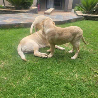I'm selling my Golden Labrador puppies
