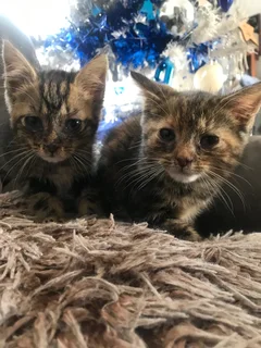 kittens for sale