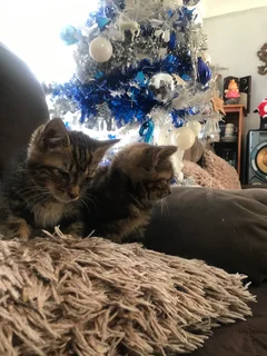 kittens for sale