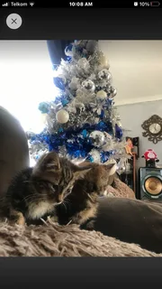 Kittens :3