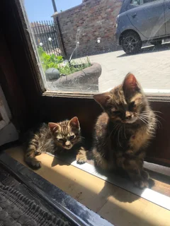 Kittens for sale❤️