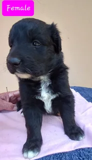 Border kollies puppy's black and white