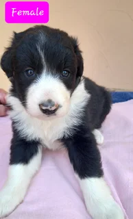 Border kollies puppy's black and white