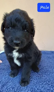 Border kollies puppy's black and white