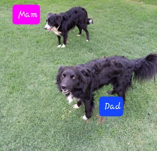 Border kollies puppy's black and white